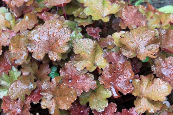 Close-up of Heucheras, also known as coral bells, with vibrant leaves in shades of green, purple, and other colors, glistening with water droplets in a shaded garden area.