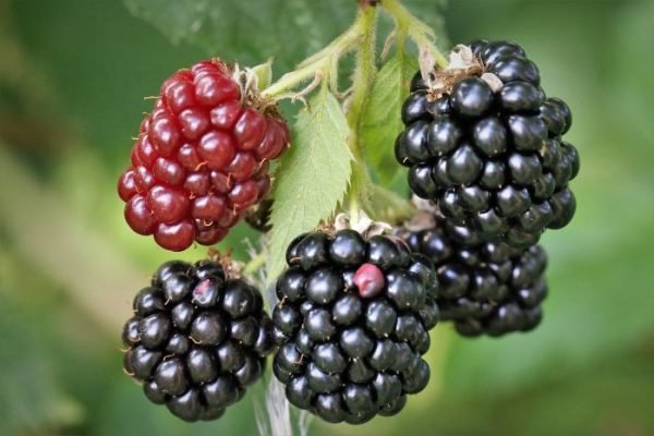 Close-up of ripe and unripe blackberries growing on a bush, highlighting the benefits of homegrown blackberries for cognitive health.