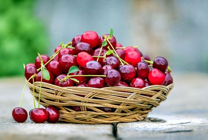A basket of freshly harvested homegrown cherries, highlighting their natural melatonin content for improving sleep quality.