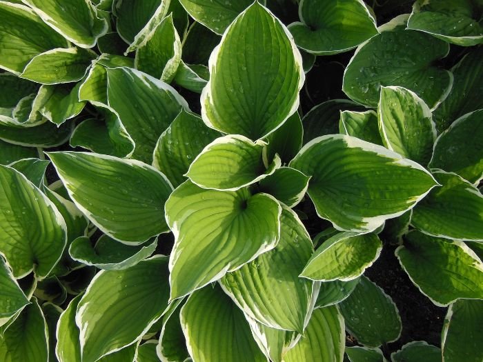 Close-up of vibrant Hosta leaves, showcasing their shade-loving and low-maintenance qualities, ideal for adding texture and beauty to the garden.