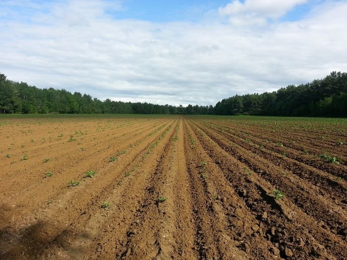 A vast field with rows of crops illustrating the impact of irrigation systems on plant health, comparing the benefits and drawbacks of drip and sprinkler systems.