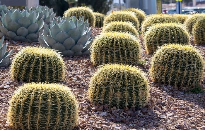 Drought-tolerant plants, including cacti and succulents, in a water-efficient garden, illustrating the importance of conserving water in garden design.