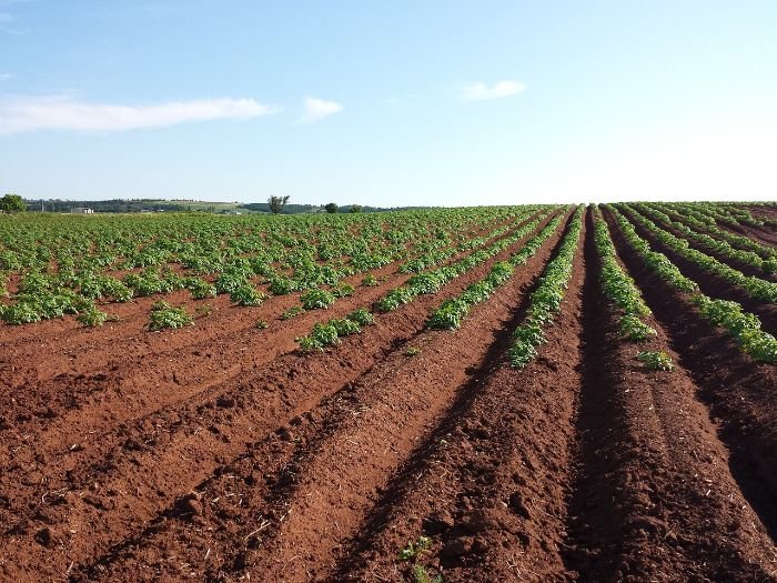 Rows of young plants in a well-structured agricultural field, demonstrating improved soil structure for better drainage.