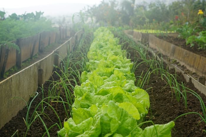 A garden with neatly planted rows of lettuce and green onions, demonstrating the integration of edible plants into existing landscapes.