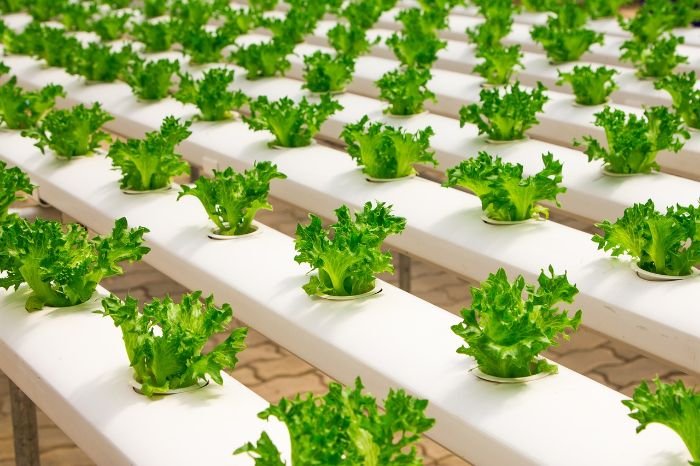 Hydroponic garden with rows of leafy greens, illustrating the use of drip irrigation to provide controlled, nutrient-rich water for optimal plant growth.
