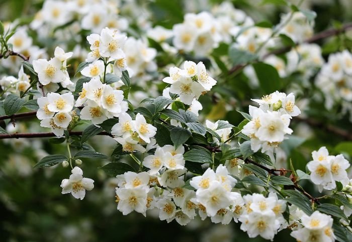 White jasmine flowers with intense and sweet fragrance in a garden