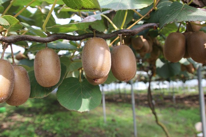 Kiwi fruits hanging from a vigorous vine with lush green foliage. The kiwi plant adds a tropical look to the garden and thrives in sunny spots, producing an abundance of exotic, tangy fruits.