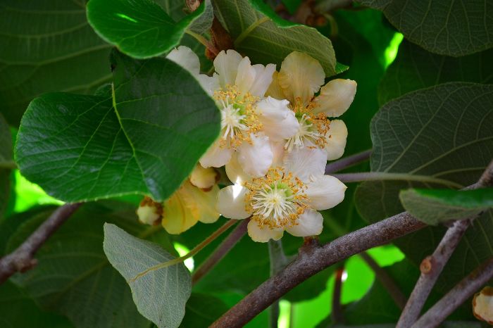 Close-up of a kiwi plant with blooming flowers and lush green leaves, illustrating pruning and maintenance tips for healthy growth.