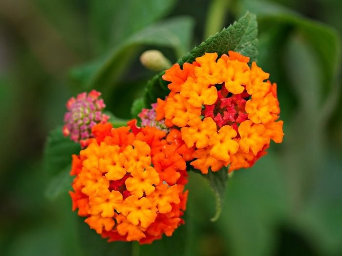 Close-up of vibrant Lantana flowers in bright orange and red hues, showcasing their colorful and drought-resistant nature, perfect for sunny and hot conditions.