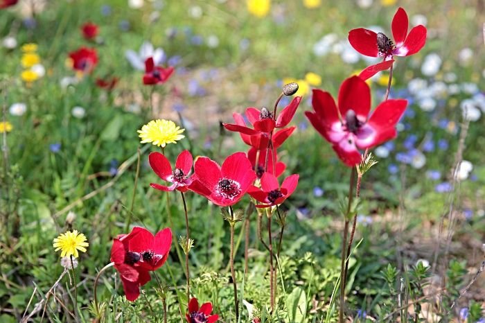A variety of flowers and plants in different heights, illustrating the concept of layering plants to create diverse habitats for wildlife.