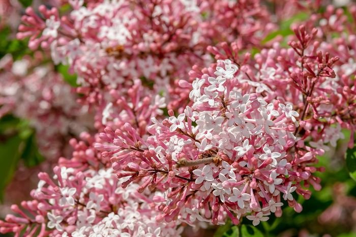 Pink and white lilac flowers showcasing their sweet springtime fragrance