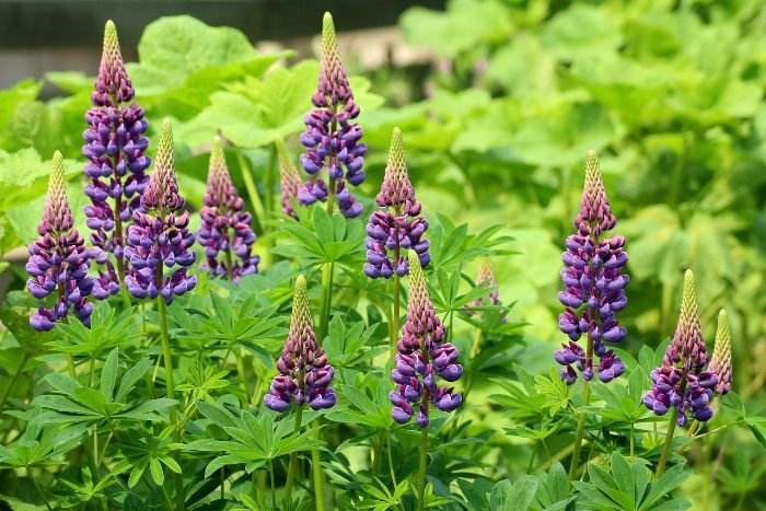 Lupine flowers, a resilient native species that blooms beautifully and grows in various conditions, ideal for gardens aiming for climate resilience.