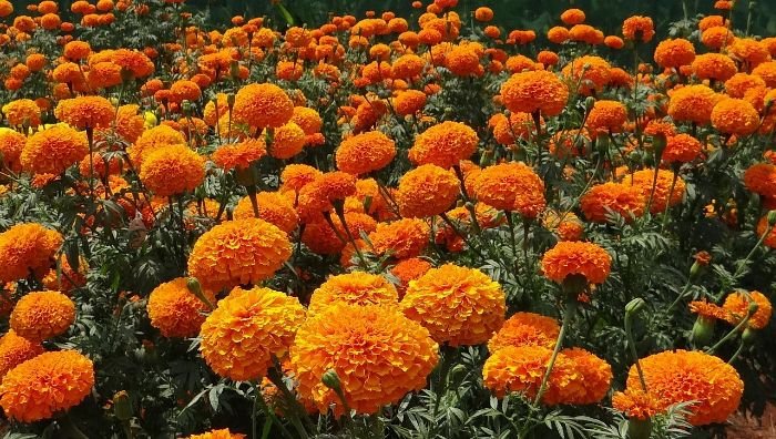 A vibrant field of bright yellow and orange marigolds, showcasing their low-maintenance and pest-repellent qualities, ideal for busy gardeners.