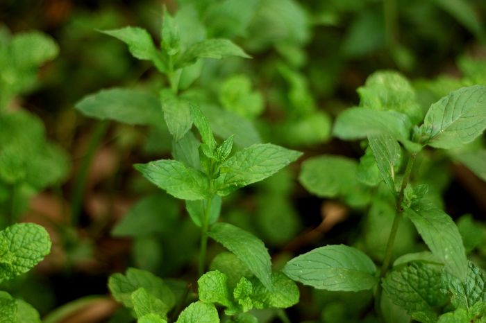 Close-up of mint plants, showcasing their refreshing and aromatic leaves, perfect for children to explore and enjoy in a garden setting.