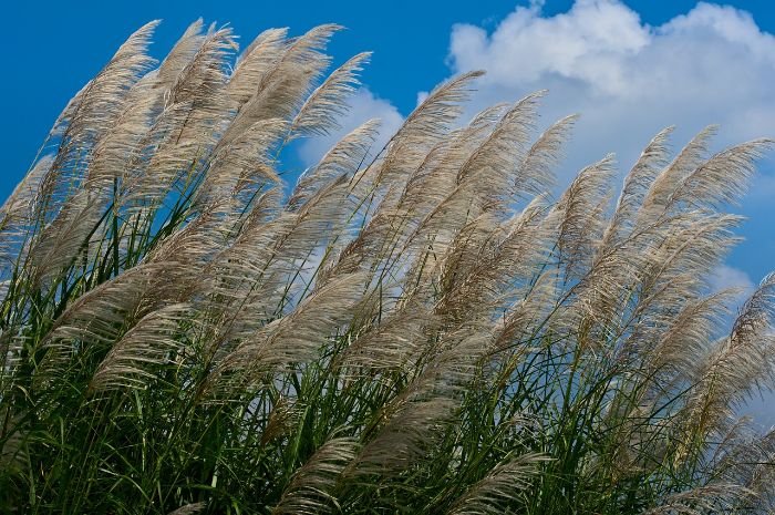 Miscanthus (Maiden Grass) swaying in the full sun with tall, feathery plumes and vibrant green foliage against a bright blue sky.