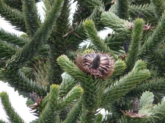 Close-up of a Monkey Puzzle Tree (Araucaria araucana) with its unique spiky leaves, adding an ancient and dramatic element to the garden.