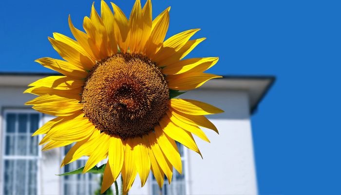 Close-up of a bright sunflower with a house in the background, illustrating how native plants like sunflowers can attract and feed local bird species.