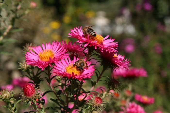 Bees pollinating vibrant pink flowers in a garden, illustrating the benefits of using natural pest control methods such as companion planting, crop rotation, mulching, trap cropping, and physical barriers to maintain a healthy and pollinator-friendly garden.