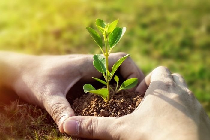 Hands gently holding soil around a small plant, illustrating the benefits of implementing no-till gardening practices for maintaining soil health.