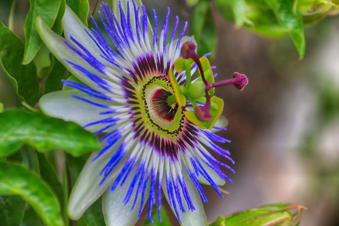 Close-up of a vibrant passionflower with intricate purple and white petals, showcasing its stunning beauty. Passionflower is a fruit-bearing climber that adds both visual appeal and edible fruits to the garden.