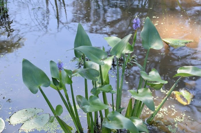 Pickerelweed with purple-blue blooms in a pond, illustrating its attractiveness and ability to thrive in shallow water environments.