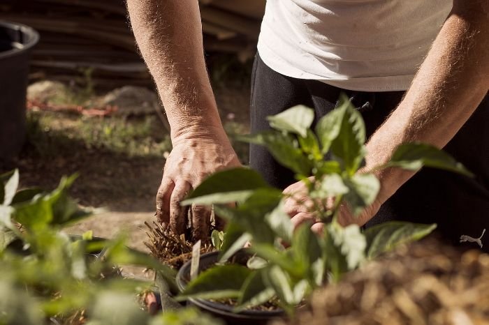 A gardener planting and caring for drought-tolerant plants, illustrating proper techniques for soil preparation, planting, and mulching.