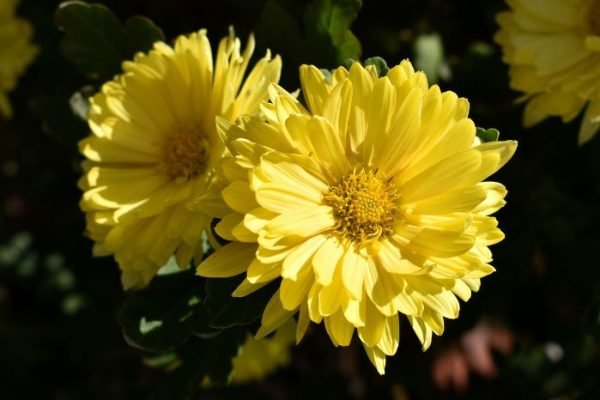 Close-up of vibrant yellow chrysanthemums in bloom, ideal for gardening and planting guides