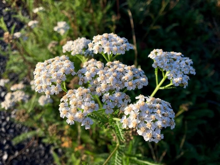 Yarrow flowers blooming in a garden, illustrating a plant suitable for alkaline soils.