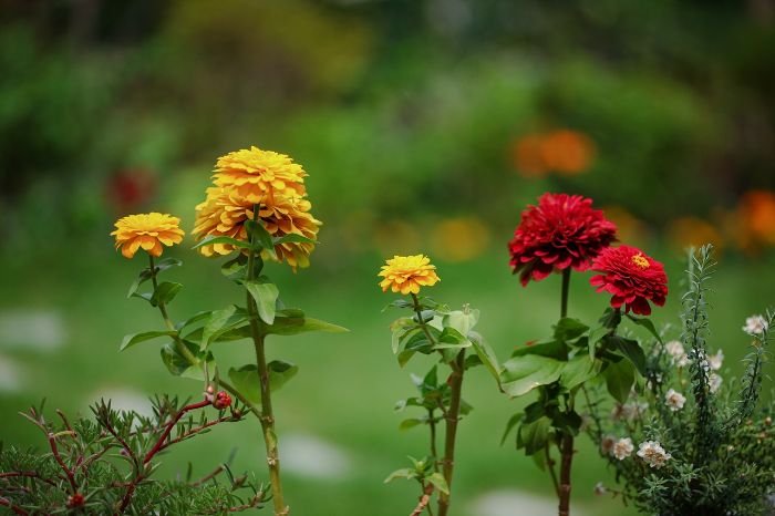 Yellow and red flowers in a garden, illustrating the importance of shrubs and trees like butterfly bush, lilac, crape myrtle, flowering dogwood, and redbud for attracting and supporting pollinators.