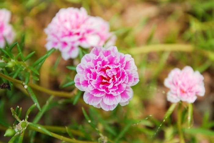 Close-up of vibrant Portulaca flowers, also known as moss rose, showcasing their bright colors and low-maintenance nature, ideal for hot summers and water-limited areas.