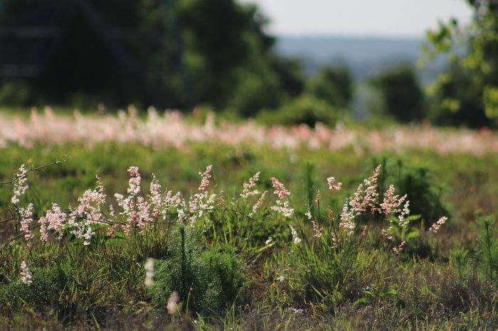 A field with light pink flowers and greenery, showcasing the benefits of using mulch to prevent weeds with minimal effort.