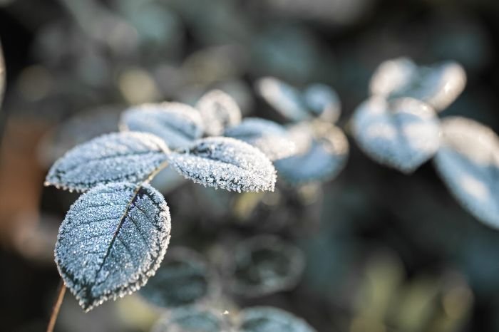 Frost-covered plant leaves in winter, demonstrating the need for protection in extreme cold conditions to keep plants healthy.