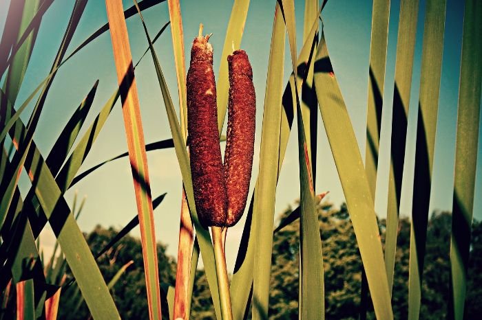 Close-up of cattails, illustrating the importance of pruning and maintenance to keep water garden plants healthy and beautiful.