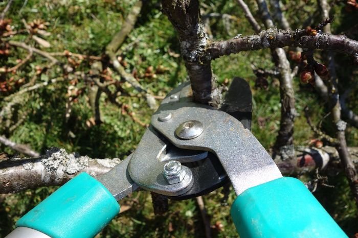 Close-up of pruning shears trimming a tree branch, illustrating the importance of maintaining a water-efficient garden through regular pruning and trimming.