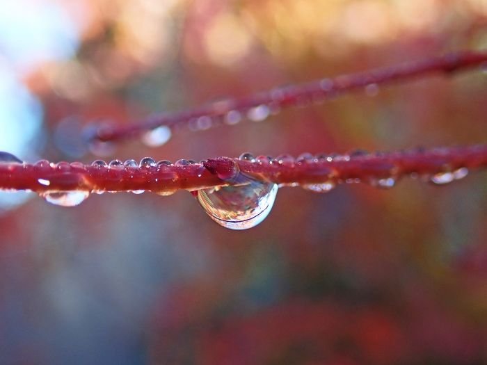 Close-up of water droplets on a plant stem, illustrating the concept of rain gardens for catching and cleaning rainwater, reducing erosion, and enhancing garden aesthetics.