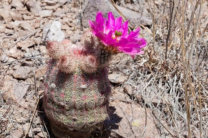 Rainbow Hedgehog Cactus (Echinocereus rigidissimus) with vibrant pink to purple flowers blooming against its spiky green stem, thriving in dry conditions and ideal for succulent enthusiasts.