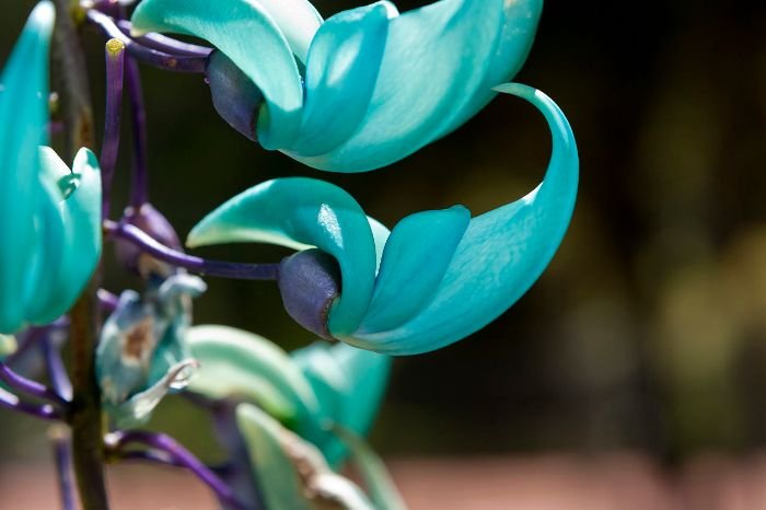 Close-up of a vibrant Jade Vine flower, illustrating rare and unusual plants for specialty gardens.