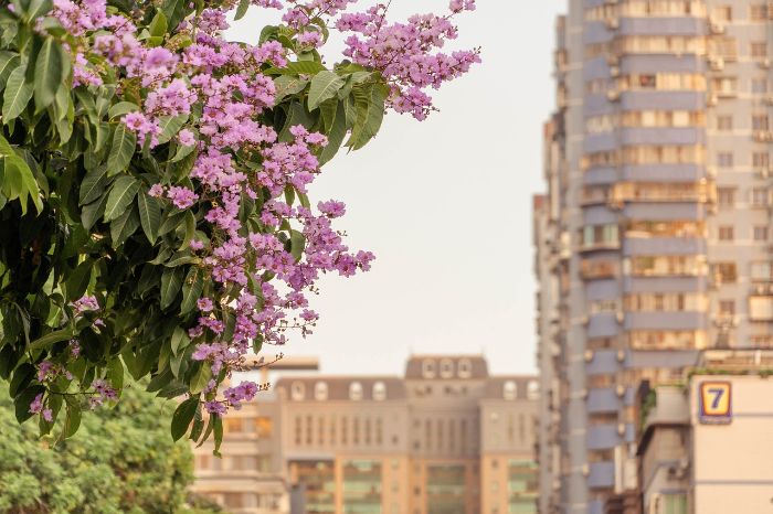 Redbud tree with pink flowers in an urban setting, illustrating small to medium-sized trees suitable for urban gardens.