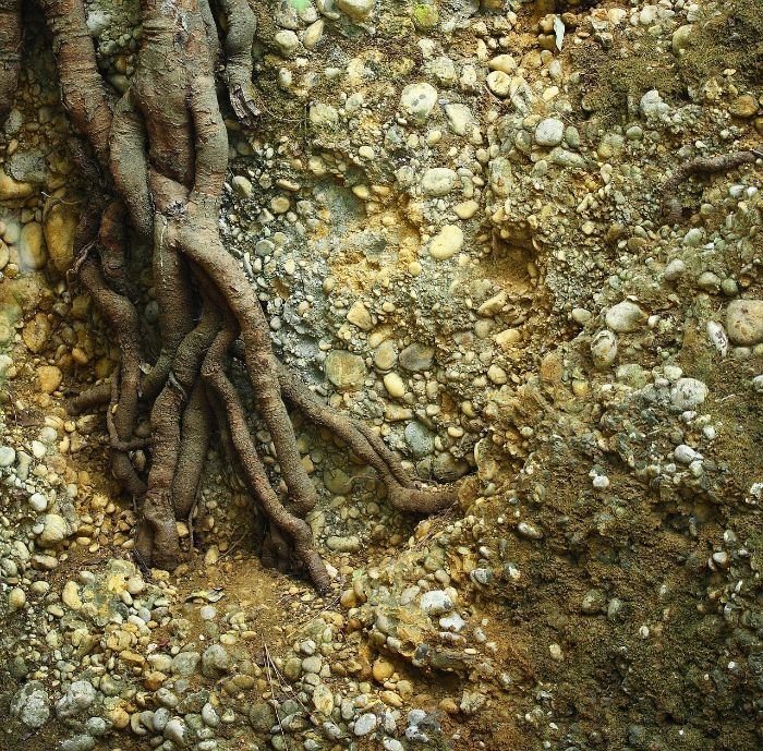 Tree roots embedded in soil with rocks, illustrating the role of organic matter in reducing soil erosion by stabilizing and holding the soil together.