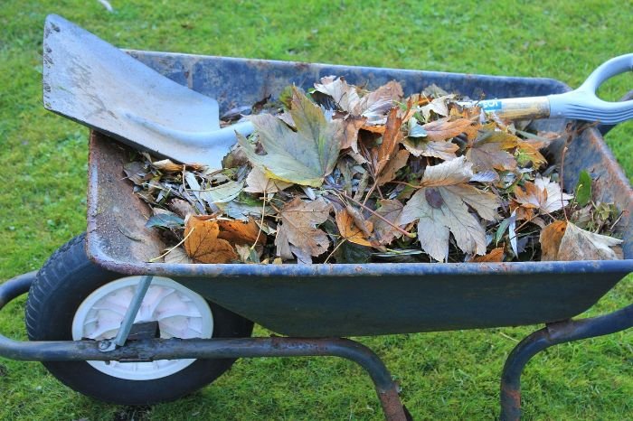 A wheelbarrow filled with leaves and garden debris, representing organic matter used for improving soil health.
