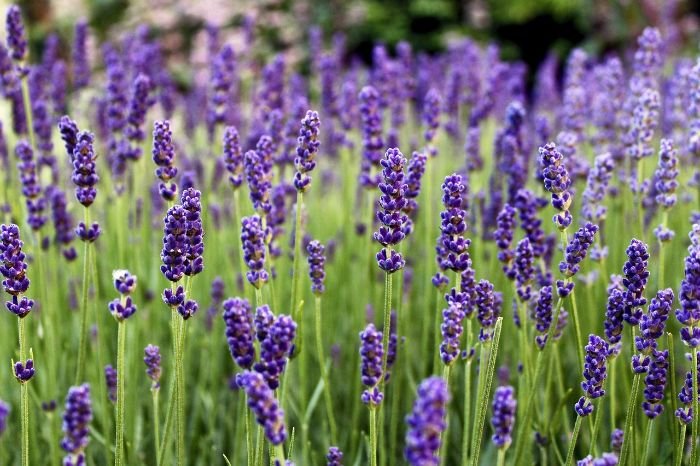 A field of lavender showcasing its relaxing scent, attracting butterflies and bees, enhancing the sensory garden experience.