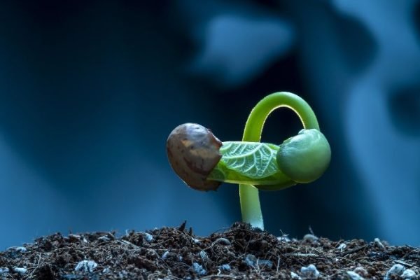 A close-up of a seedling emerging from the soil, representing the intricate relationship between soil pH and fertilizer interactions in plant growth.