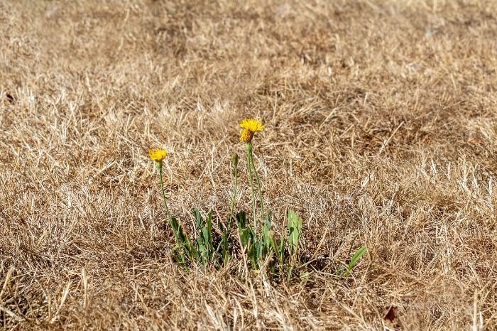 Yellow flowers growing in dry, brown grass, illustrating the need for adapting watering practices during summer heat.
