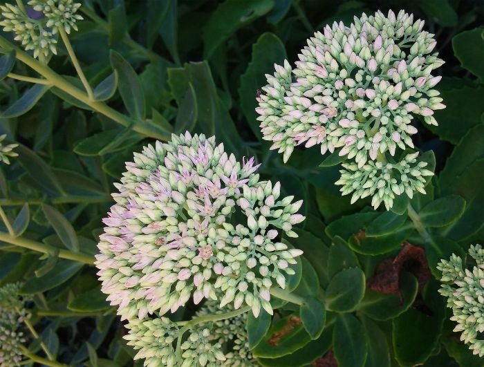 Close-up of Sedum, a temperature-flexible plant that thrives in both hot and cold conditions, making it ideal for gardens with changing weather.