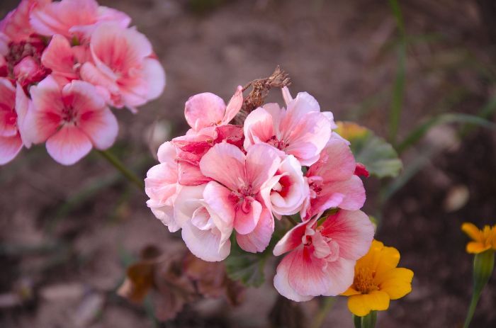 Beautiful pink and white begonias in a garden, showcasing ideal begonia varieties for enhancing garden spaces.