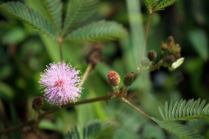 Close-up of a Sensitive Plant (Mimosa pudica) with delicate pink flowers and leaves that close when touched, adding a fun and interactive element to any garden.