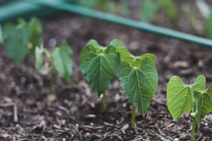 Young plants growing in well-maintained soil within a raised garden bed, demonstrating effective soil management practices for healthy plant growth.