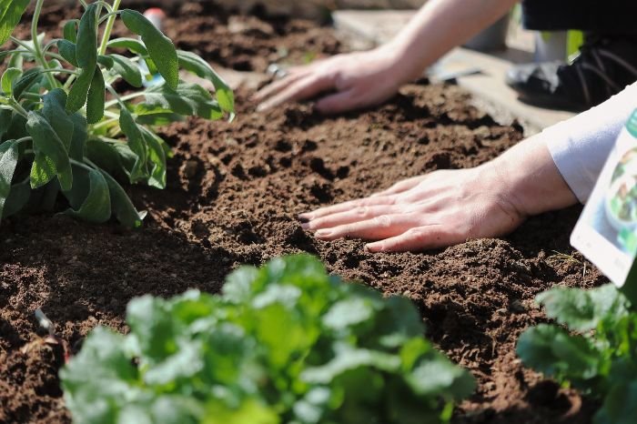 Hands preparing soil in a garden bed, illustrating the importance of soil preparation and fertilization for healthy plant growth.