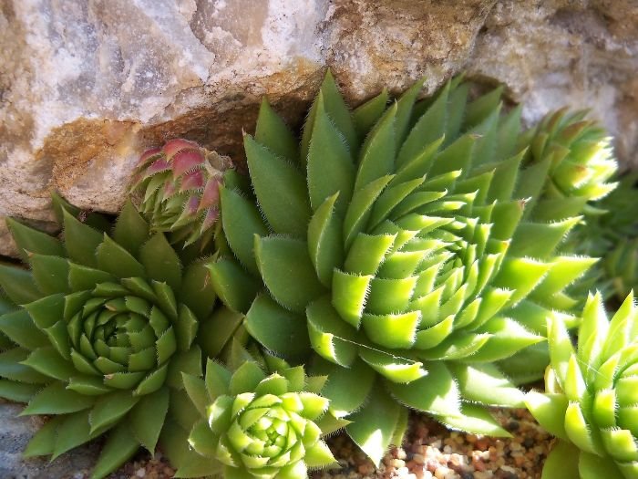 Close-up of Stonecrop (Sedum) plants nestled in a rock garden, showcasing their diverse shapes and small flowers that attract bees and butterflies.