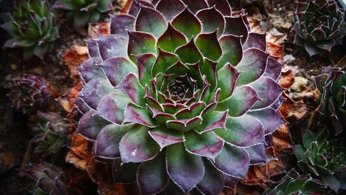 Close-up of a succulent plant, highlighting the thick, fleshy leaves ideal for water storage in dry and alpine conditions.
